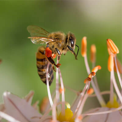 Bienen Wespen und Hornissen