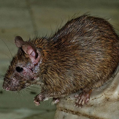 Ratten in Nachrodt-Wiblingwerde