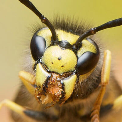 Wespenbekämpfung Bergkamen