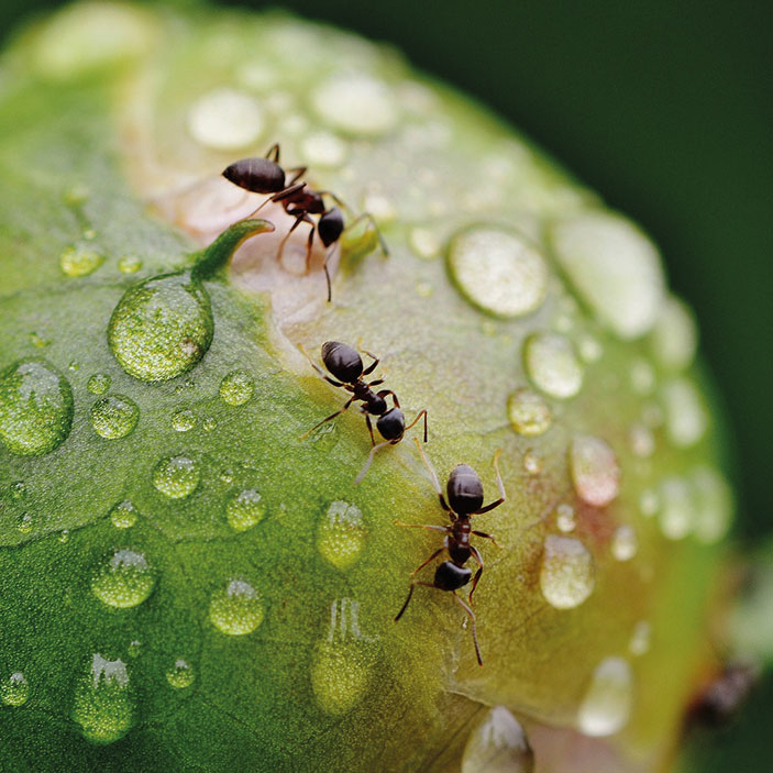 Informationen zu Ameisen