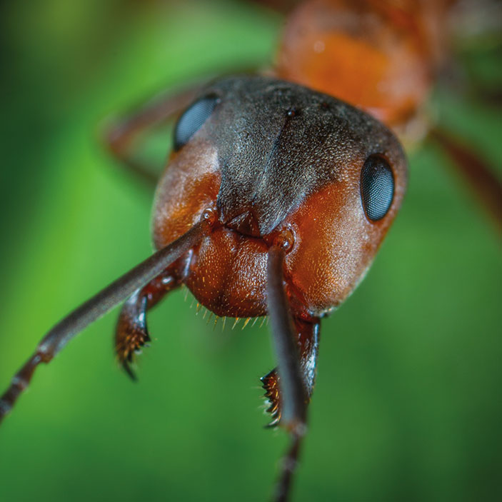 Ameisen erkennen